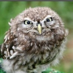 Create meme: owl offended, owl funny, walking owl