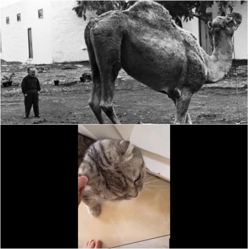 Создать мем: животные, camelus dromedarius, верблюды