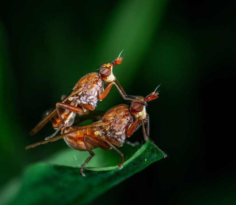Create meme: insects macro, fly insect , insects macro photography