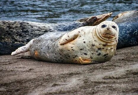 Create meme: Pinniped seal, common seal, marine seal