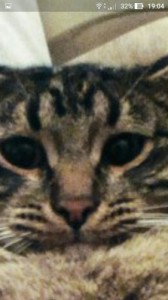 Create meme: tabby, cats, cat