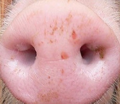 Создать мем: пятак свиньи, чума свиней, нос свиньи