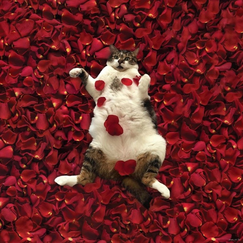 Create meme: kitten with a rose, cats with roses, cat 
