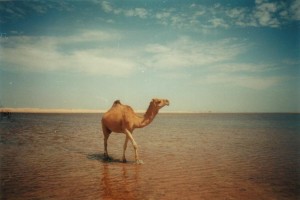 Создать мем: верблюд живет в пустыне, фотографии верблюда в пустыне, красивый верблюд в пустыне
