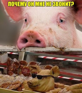 Создать мем: ачс, свиноводство, свинья