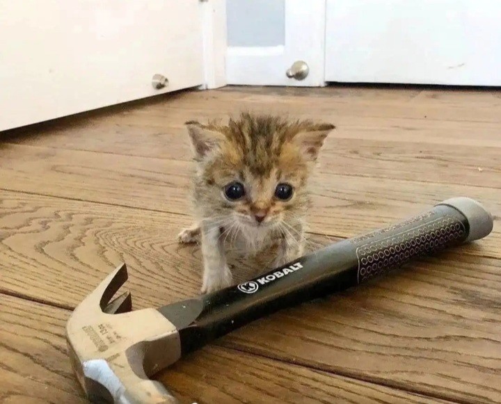 Создать мем: кот строитель, домашний кот, мемы с котиками