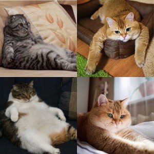 Create meme: cat, photo tri-colour cats of various breeds, chubby cat