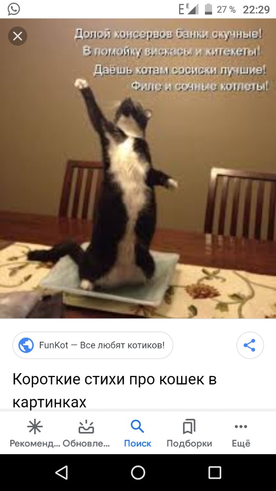 Забавные Коты Фото