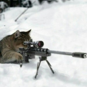 Create meme: cat with a gun, cat sniper