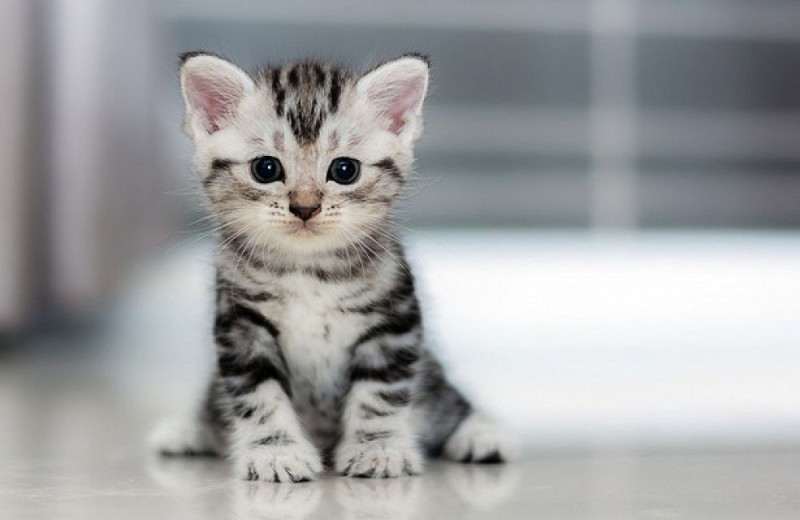 Создать мем: котята маленькие, американская короткошерстная кошка котята, короткошерстные котята