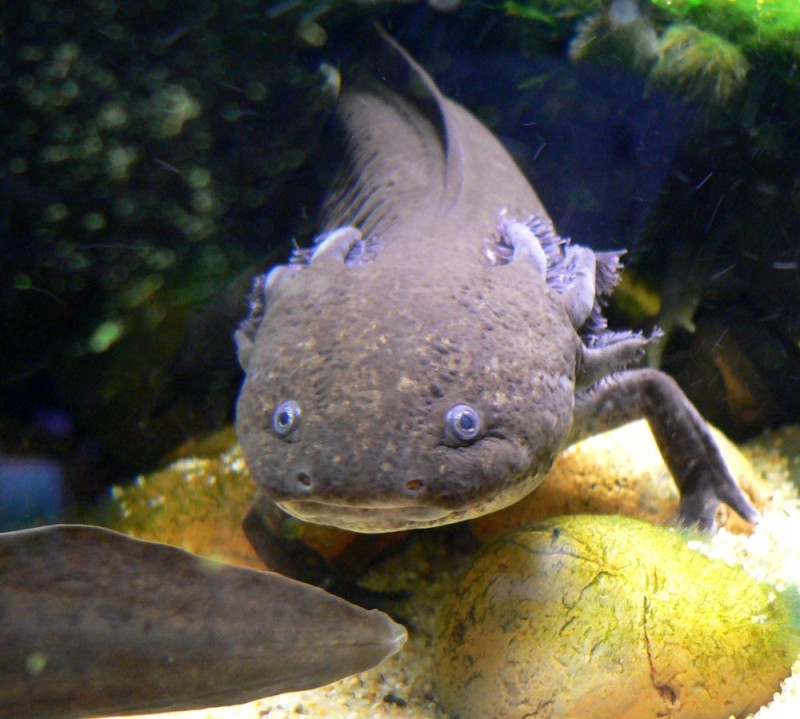 Create meme: the axolotl , ambistoma axolotl, neotenia axolotl