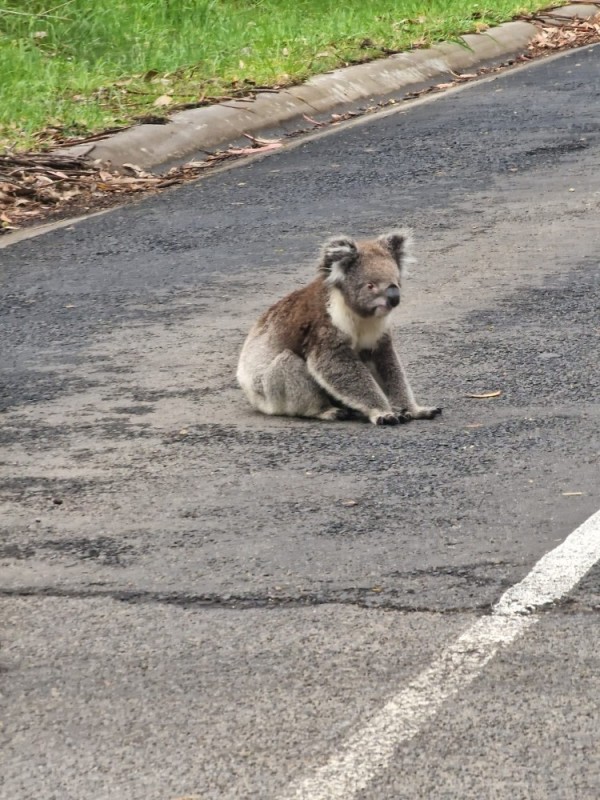 Создать мем: коала бежит, коалы, коала на дороге