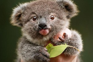 Создать мем: животное коала, коала домашняя, маленькие коалы