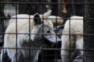 Create meme: wolf, Arctic wolf at the zoo, the wolf behind bars