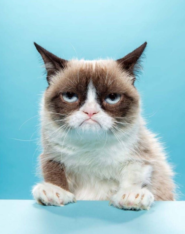 Create meme: the gloomy cat, sad cat breed, unhappy cat