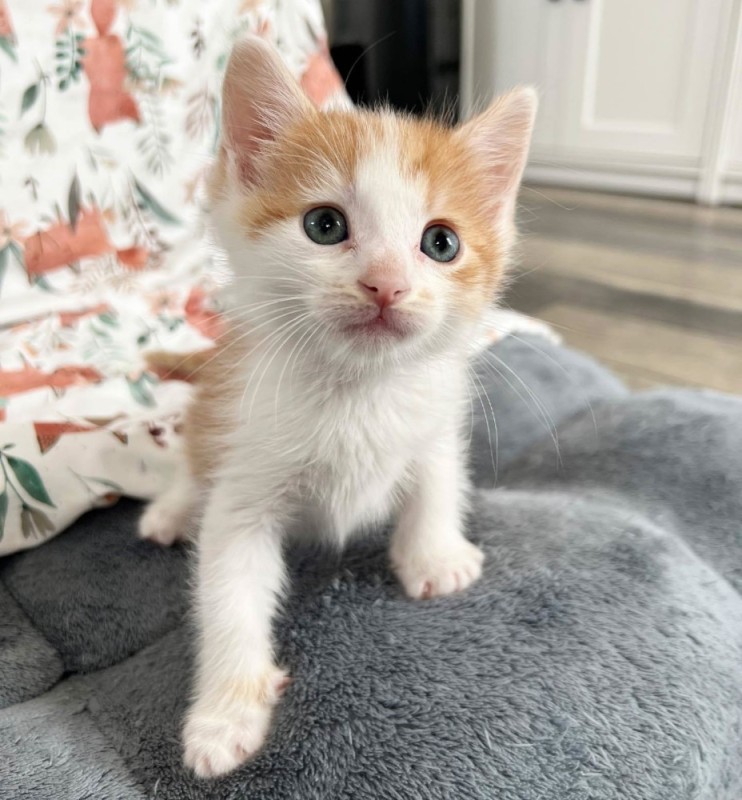 Create meme: ginger white kitten, cat , ginger kitten 