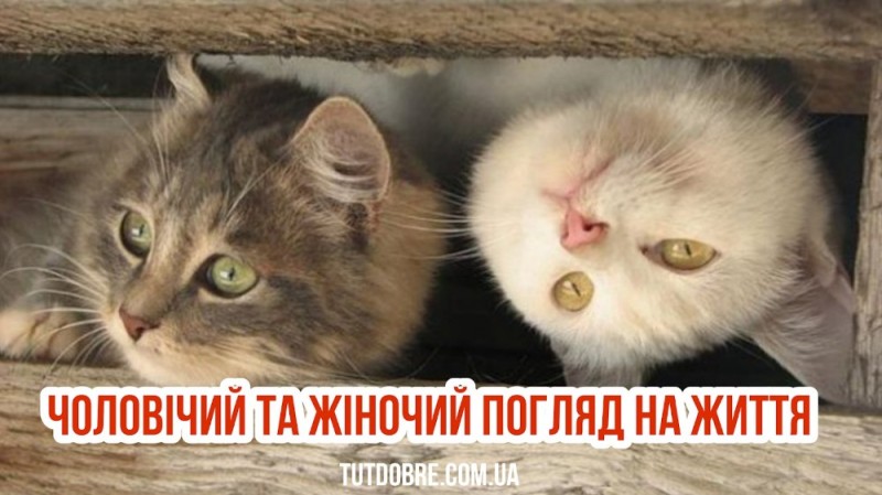 Создать мем: кот, кот морда, кошка