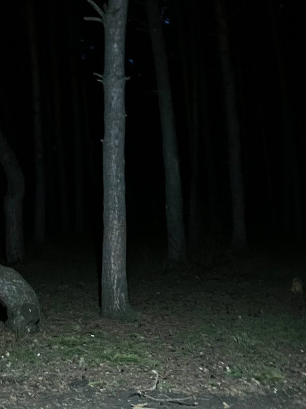 Create meme: dark forest, the forest is scary, nature 