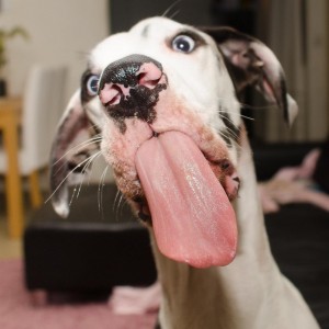 Создать мем: смешные рожи собак, смешные гримасы собак, собака доги смешные фото