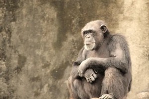 Создать мем: сидячая обезьяна, грустная обезьяна, обезьяна шимпанзе