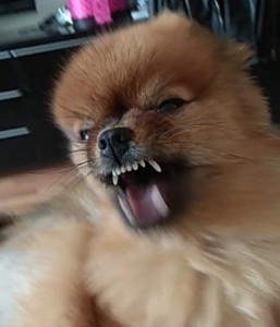 Create meme: angry Pomeranian, Pomeranian