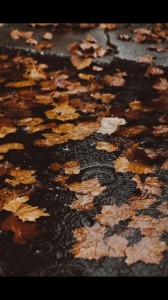 Create meme: autumn leaves, autumn leaves, autumn