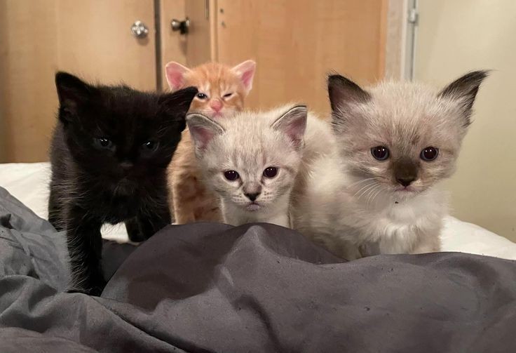 Create meme: cute kittens, Siamese kitten, cat 
