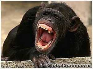 Create meme: chimpanzees, grin monkey, the monkey laughs