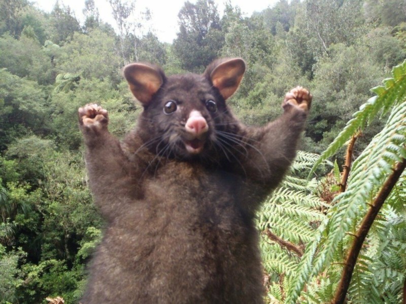 Create meme: Kuzu animal, animals Australia , funny possum 