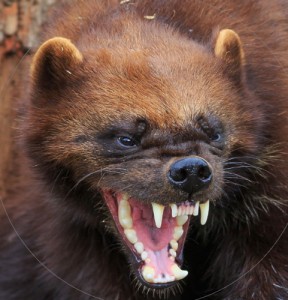 Create meme: animals, Wolverine, I'm not happy