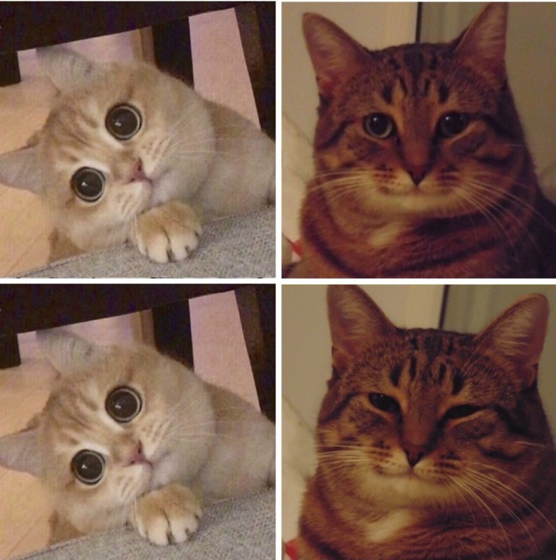 Create meme: smiling cat meme, happy cat meme, the cat from the meme