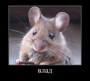 Create meme: little mouse, the mouse house, mouse rodent