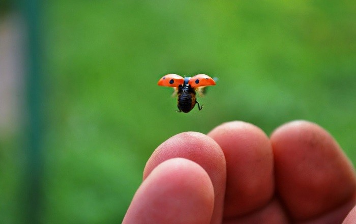 Create meme: ladybug , bug ladybug, ladybug flies away