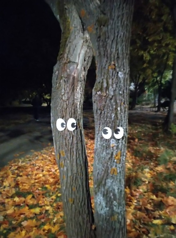 Create meme: the tree with eyes, funny trees, tree 