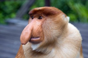 Create meme: shnobel, a proboscis monkey