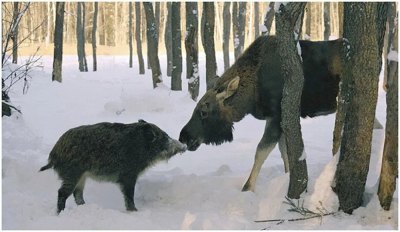 Create meme: wild boar , wild boar in winter, Rashkin and moose