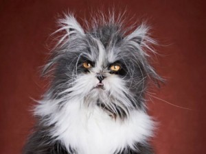Create meme: cat atchoum, gray cat, cat atchoum breed