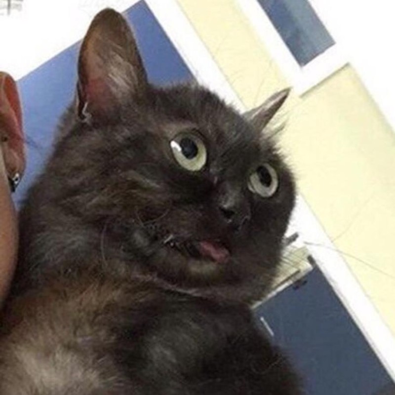 Create meme: cat with bulging eyes, cat , stoned cat 