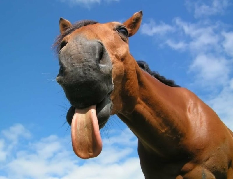 Создать мем: морда лошади, ржущая лошадь, конь смешной