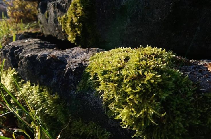 Create meme: moss on a stone, moss, grimmia moss