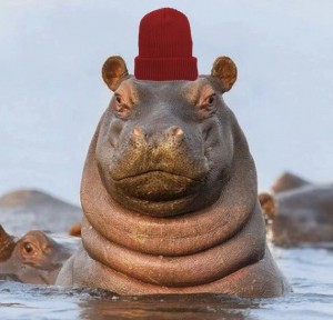 Create meme: Hippo, Hippo