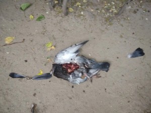 Create meme: dead bird, dove, dead pigeon