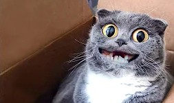 Создать мем: смешные коты приколы, кошка с испуганными глазами, смешные коты