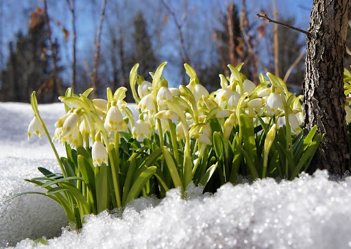 Create meme: The snowdrop of the forest, snowdrop flower, early spring