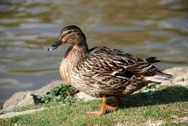Create meme: mallard duck, mallard drake, common mallard