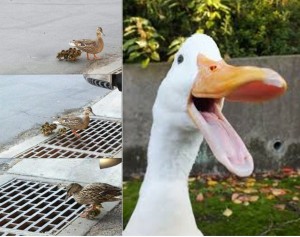 Create meme: happy goose, duck screaming pictures, duck with ducklings meme