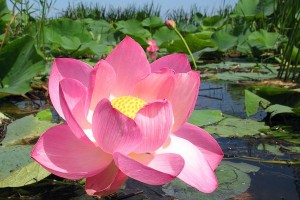 Создать мем: цветущий лотос, цветение лотоса, лотос орехоносный nelumbo nucifera