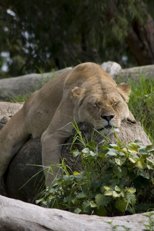 Create meme: lioness , The lioness is lying, lion lioness