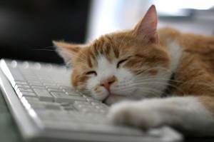 Создать мем: кот на клавиатуре, сонный котенок, спящий кот