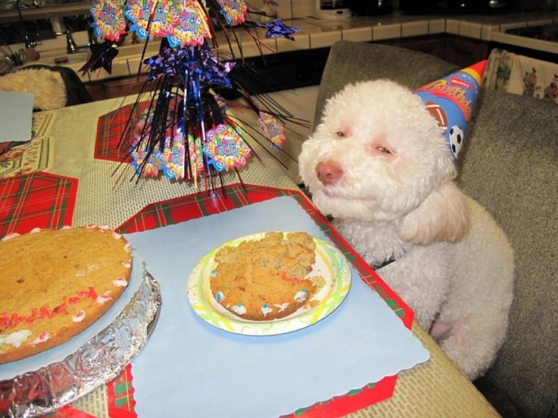 Создать мем: пожелания на день рождения прикольные, с днём рождения мемы с собакой, с днем рождения ржака